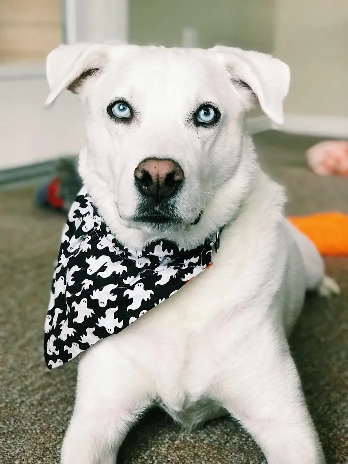30 Of The Best Dog Photos Submitted For The #PrettyEyesChallenge