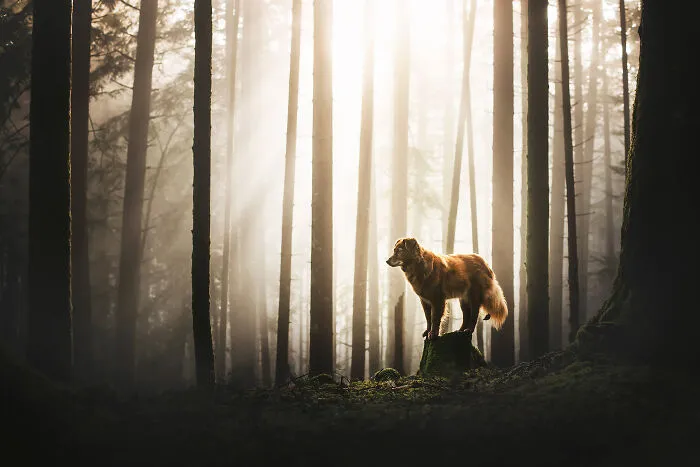 I Want To Show That Adopted Dogs Are Beautiful So I Captured These 30 Photos
