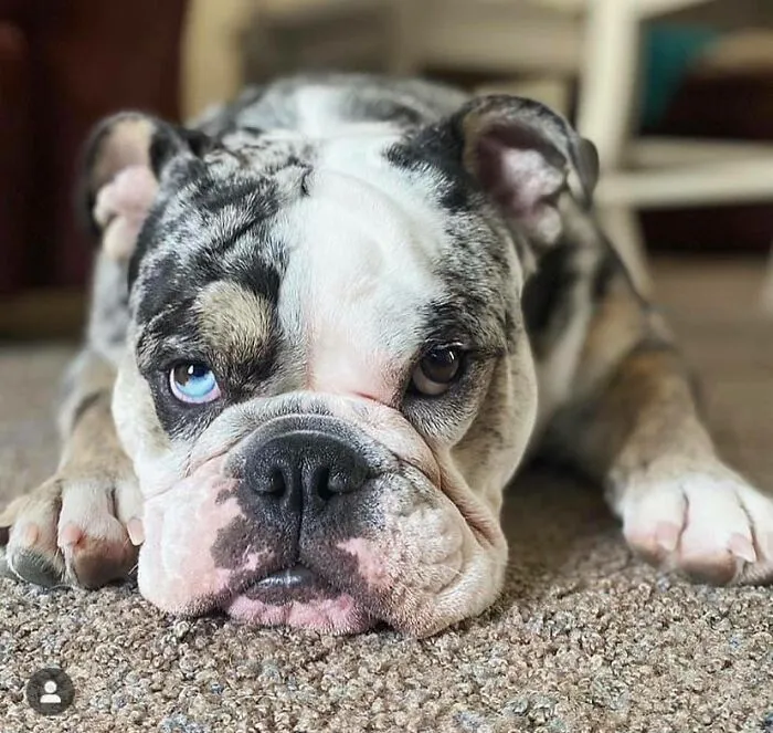 30 Of The Best Dog Photos Submitted For The #PrettyEyesChallenge