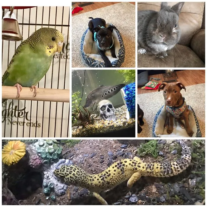 Two Puppies, A Leopard Gecko, A Parakeet, A Rabbit, And A Big Fish