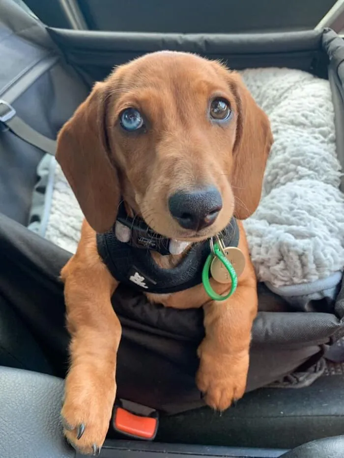 30 Of The Best Dog Photos Submitted For The #PrettyEyesChallenge