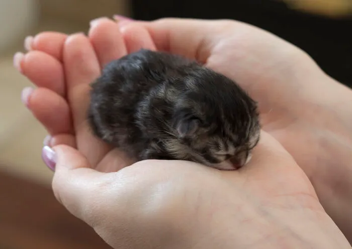 It Is Literally A Bean