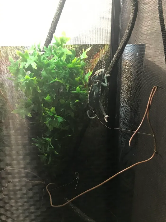 Tyson The Chamomile