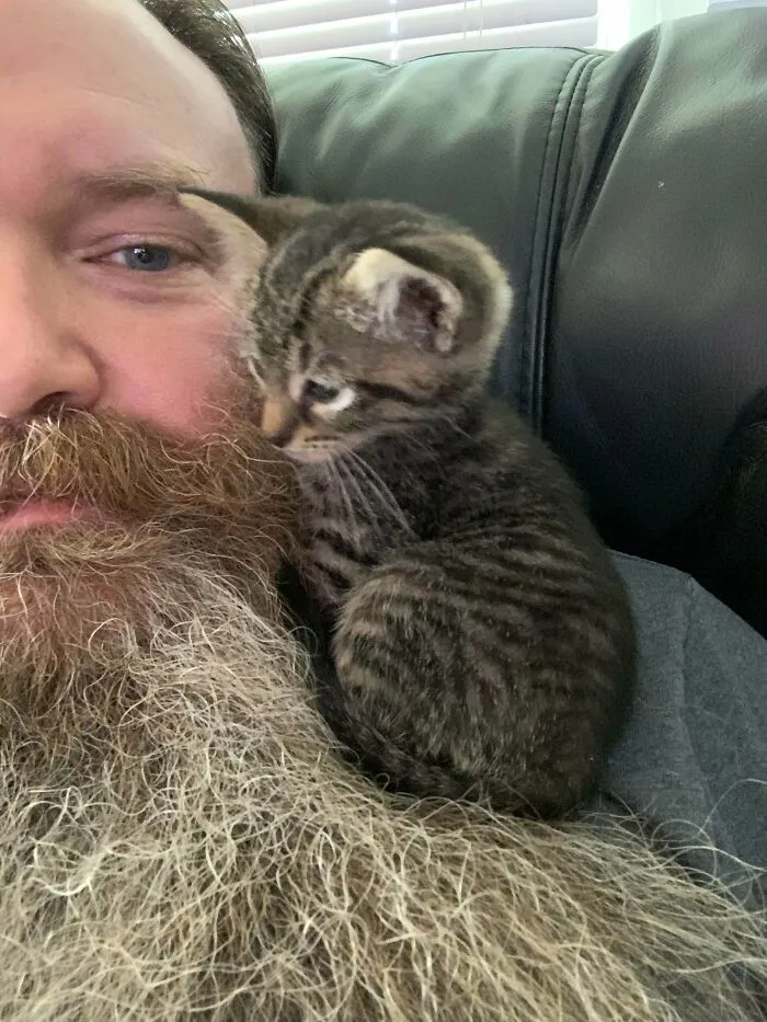 Veo Vuestros Gatos De Hombro Y Lo Subo A Gato De Barba