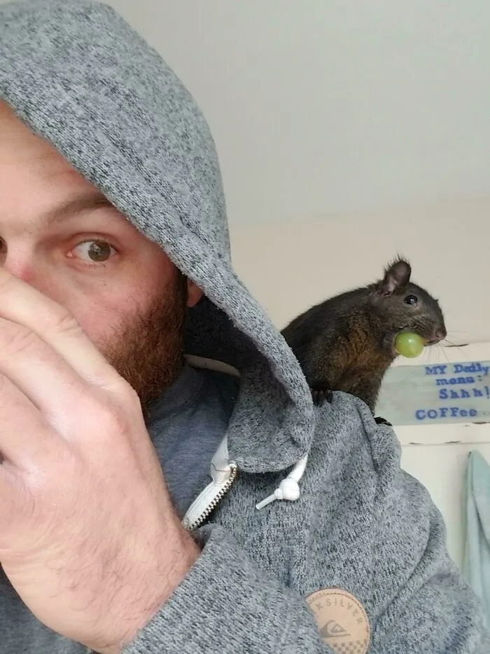 Escuché Que Os Gustan Los Gatos De Hombro. Este Es Un ... Gato De Árbol Pigmeo