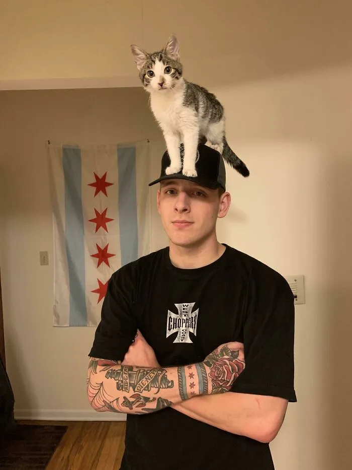 Veo Vuestros Gatos De Hombro. Y Subo A Gato De Corona