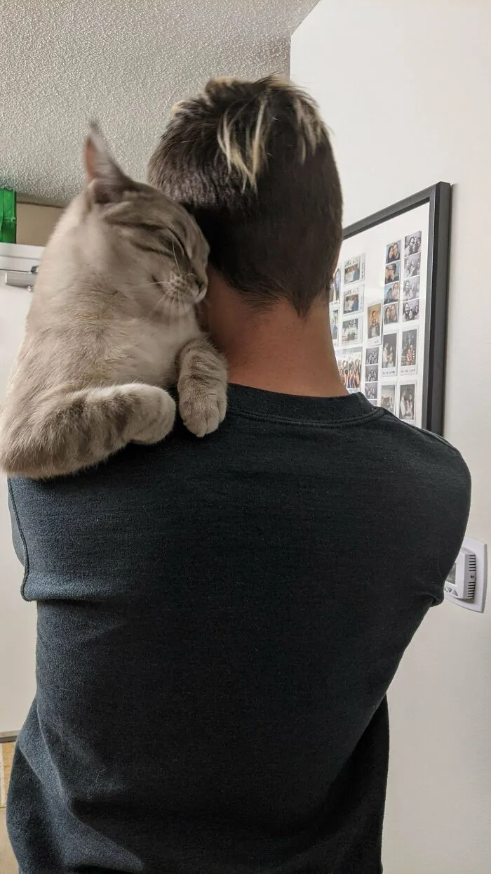 Siempre Sube A Un Abrazo Después De Sus Siestas. Lo Más Cerca Que Puedo Llegar A Un Gato De Hombro