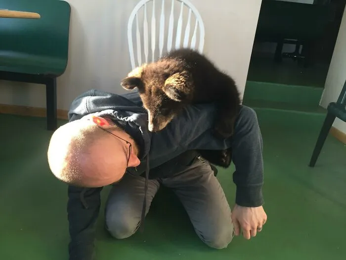 ¿Gatos De Hombro? Bah ¿Qué Tal Un Oso De Hombro?