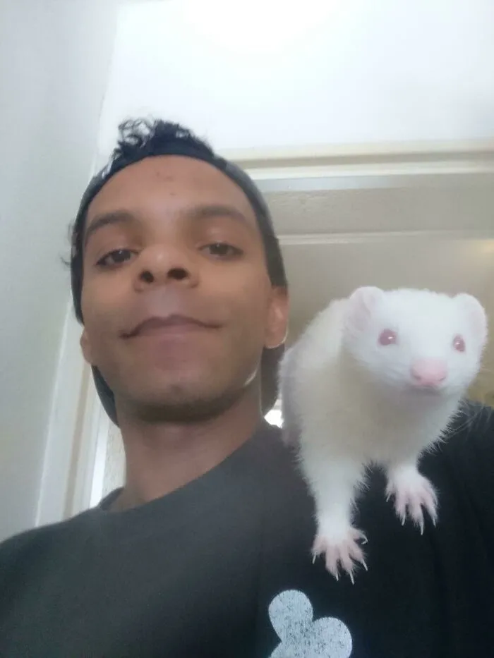 Veo A Vuestras Zarigüeyas, Patos Y Gatos En Los Hombros Y Lo Subo A Un Hurón Albino