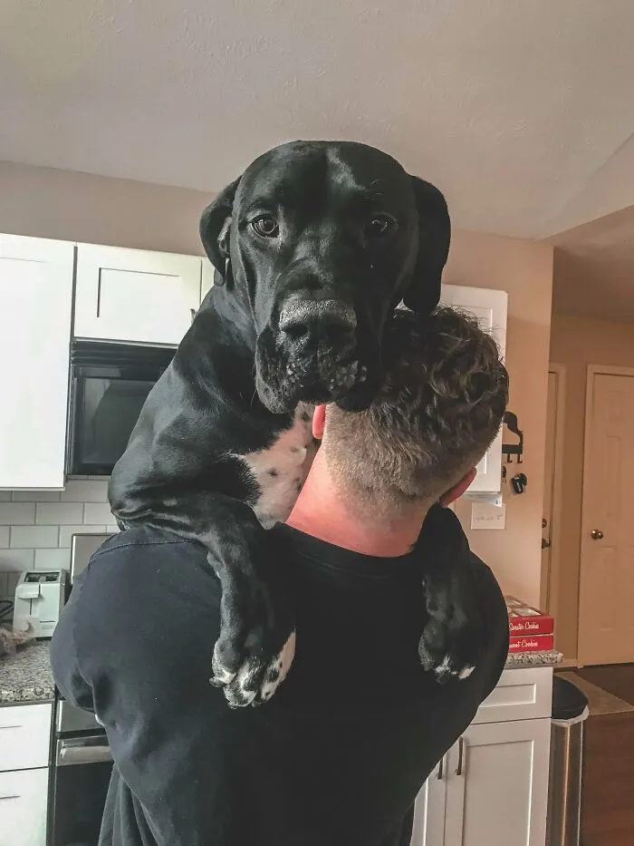 Shoulder Dane Anyone?