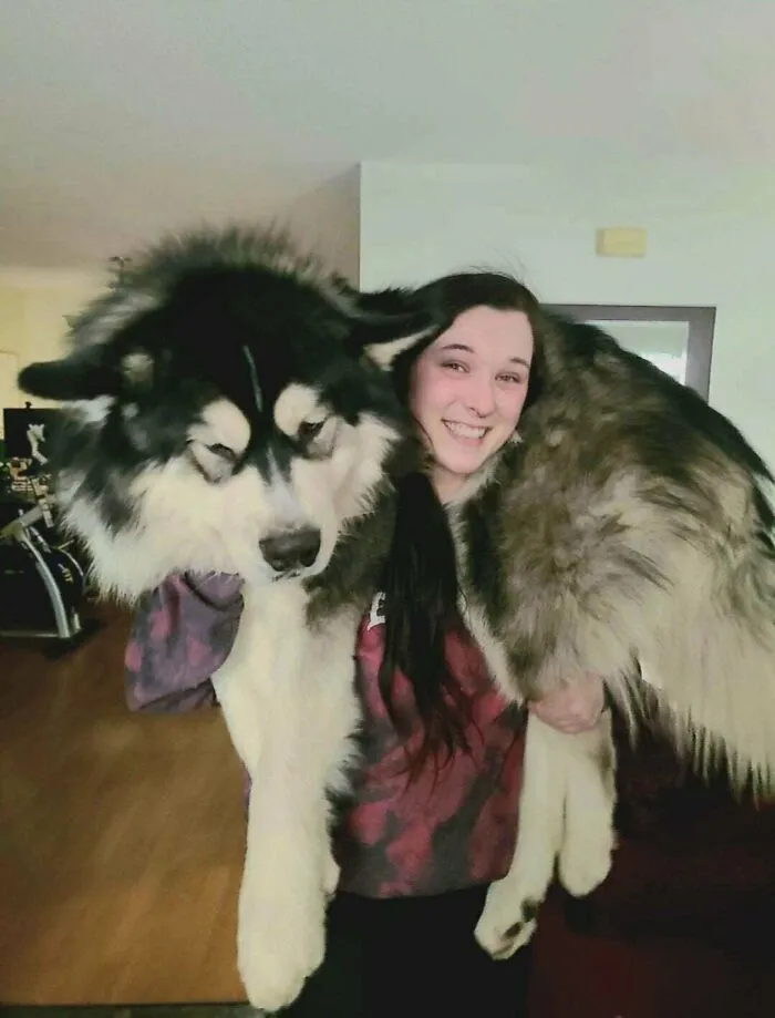 Jumbo, El Perro De Hombro