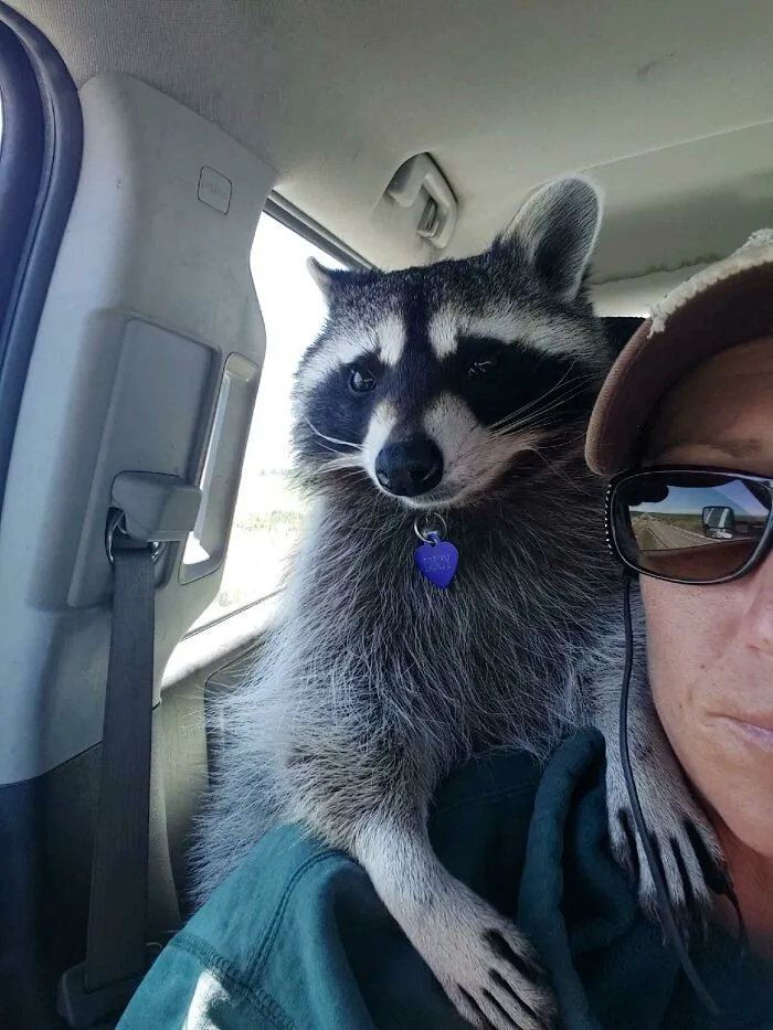 Do Shoulder Raccoons Count? Courtesy Of My Sister