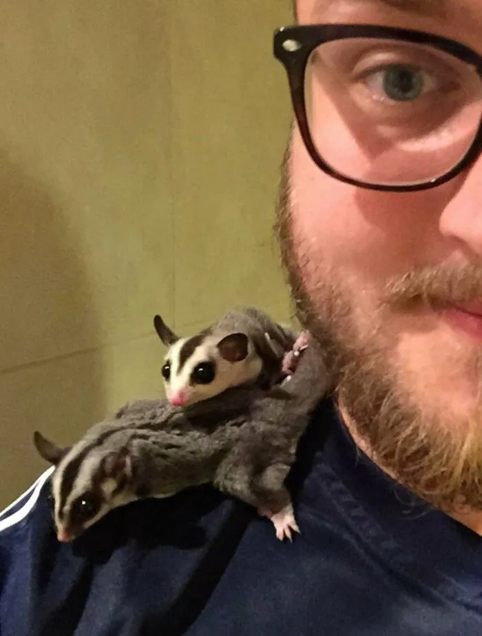 How About Shoulder Sugar Gliders?