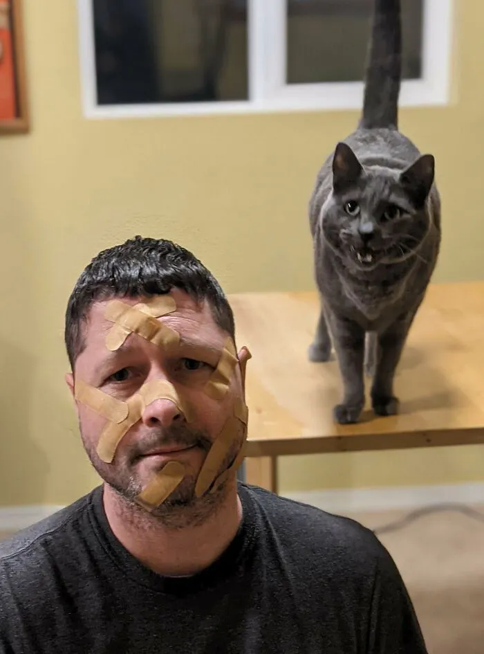 El Gato De Hombro Será Divertido, Dijeron