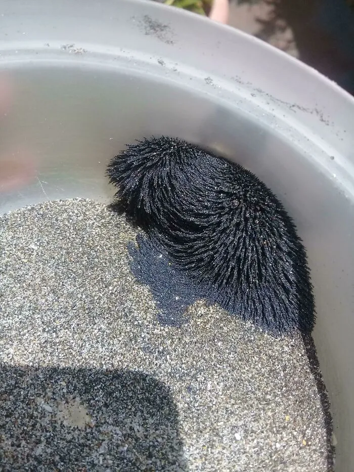 Es arena de una playa de Ecuador y parte es magnética