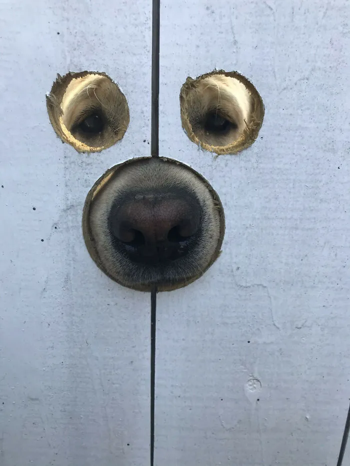 Mi amigo hizo unos agujeros en su vaya para que su perro Gus, el labrador, pudiera mirar y olfatear
