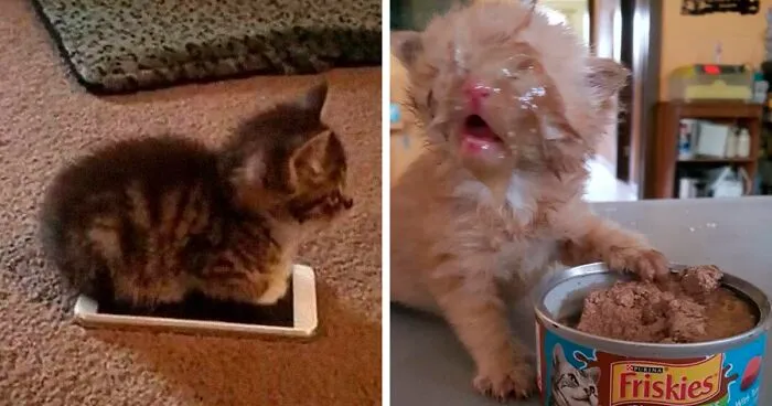 This Twitter Account Is Called 'Why You Should Have A Cat' And Here're 50 Reasons Why