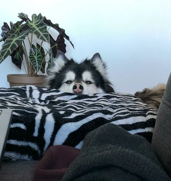 Solo estoy viendo lo que hace mamá