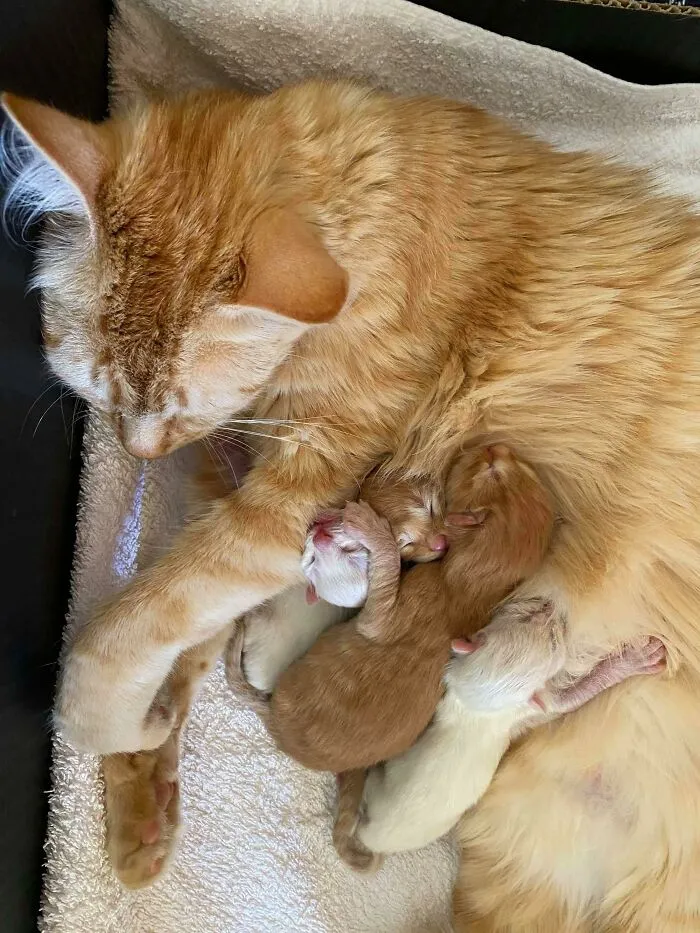 Resulta que mi gato era una gata