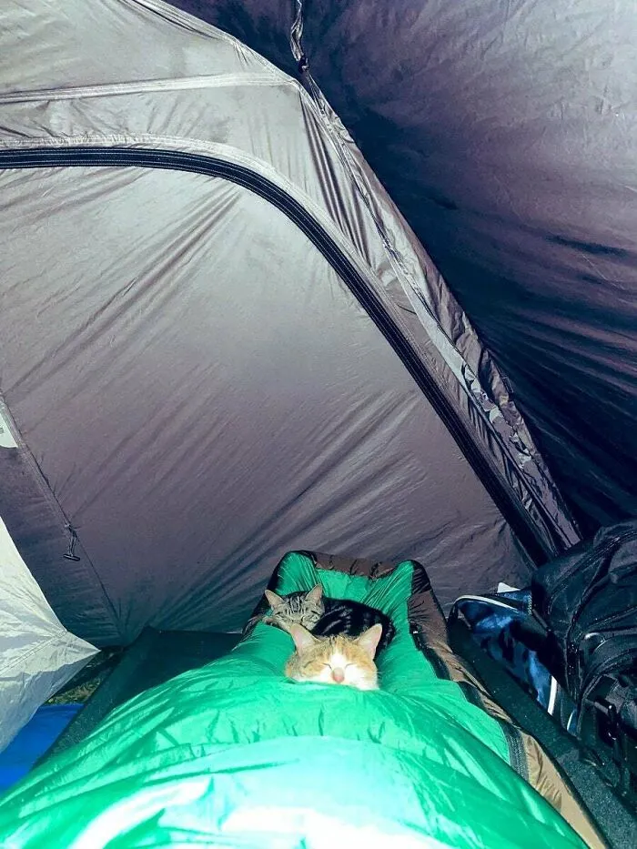 A Hiker Woke Up In The Night Feeling A Weight On His Legs. He Took A Photo With His Phone And This Is What He Saw