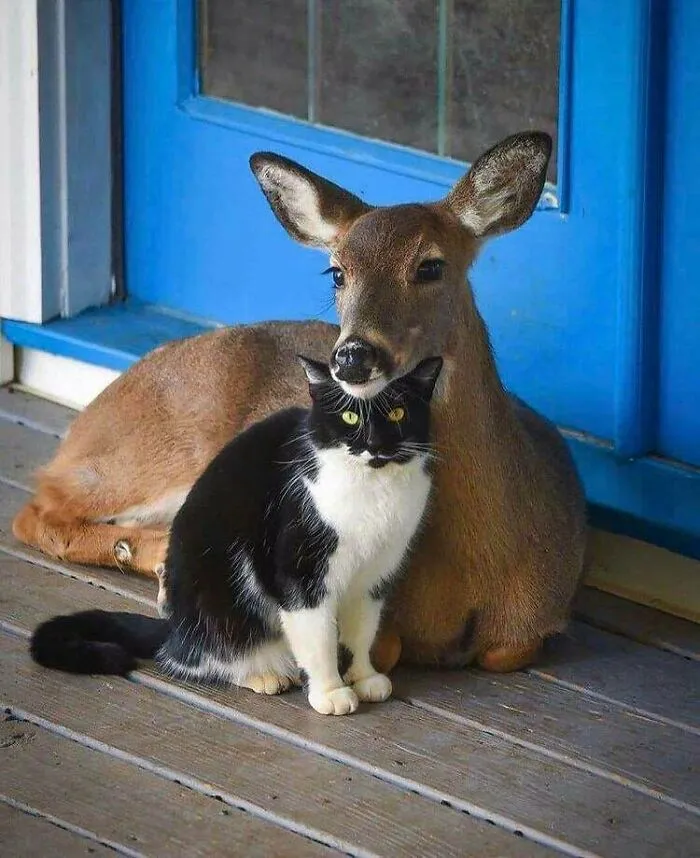 Gato y cierva