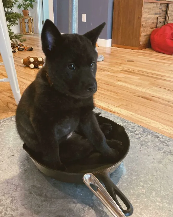 A nuestro perro le gusta sentarse en nuestra sartén de hierro