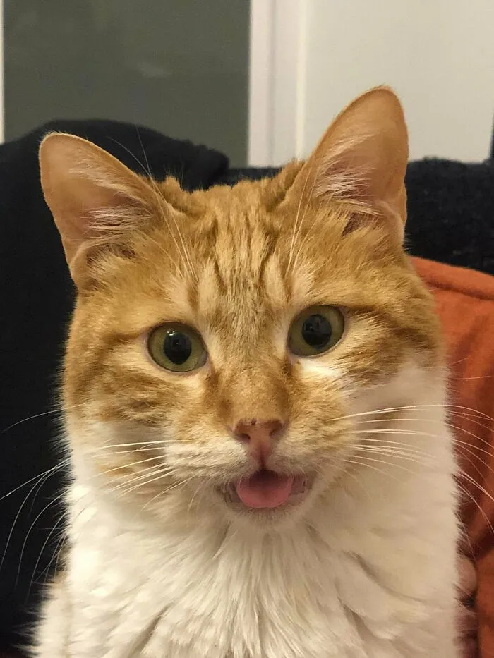 Kieth tiene necesidades especiales, espero que su lengüecita os alegre