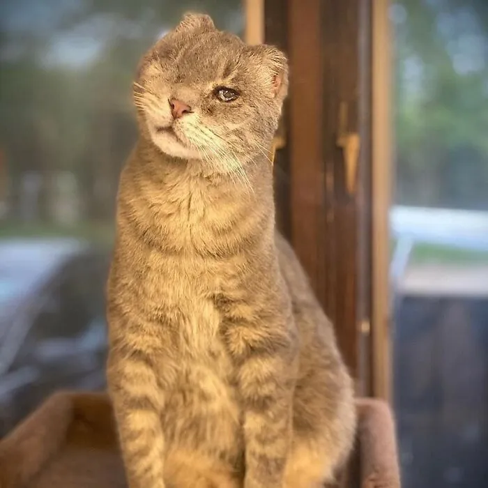 Mi madre tiene una organización que solo acepta a gatos que no son queridos. Este es uno, Milo