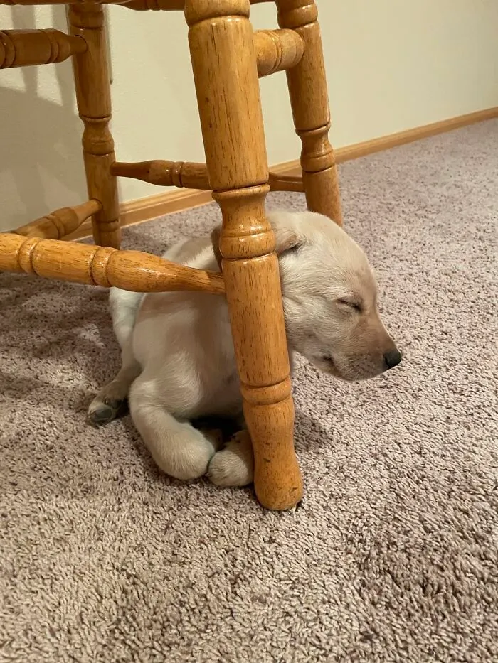 Recogí el nuevo cachorro de mi padre hoy, este es su nuevo lugar favorito
