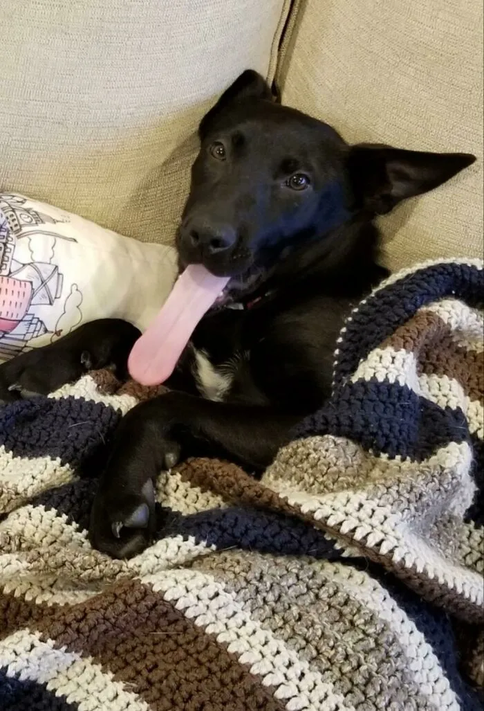 Mi nuevo perrito podría lamerse los ojos si quisiera
