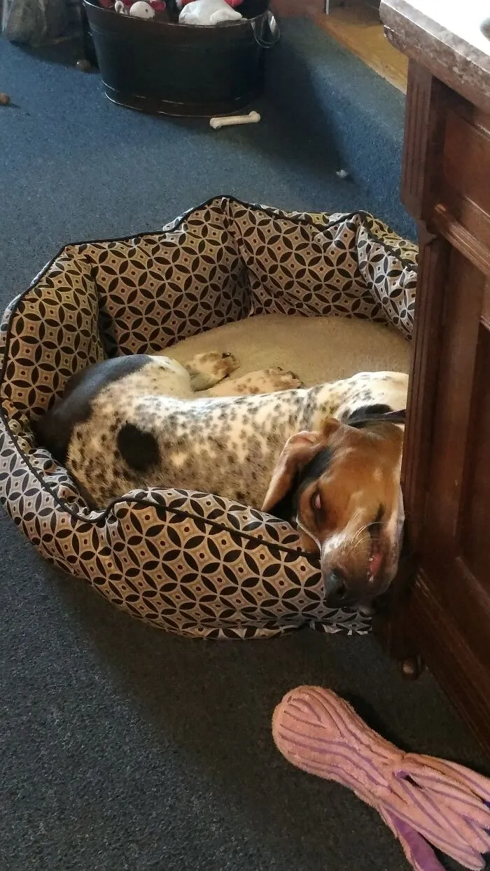Gracie, ¿es realmente la forma más cómoda de dormir?