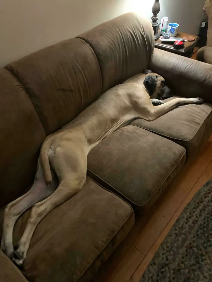 ¡Un perro laaaaaargo!