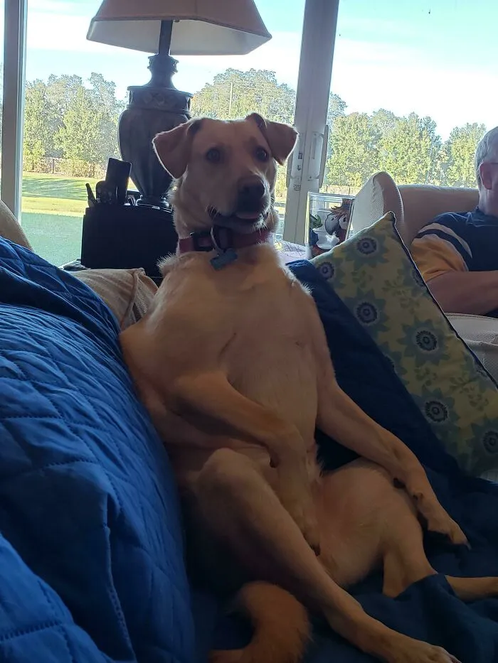 Cómo se sienta mi perro en el sofá
