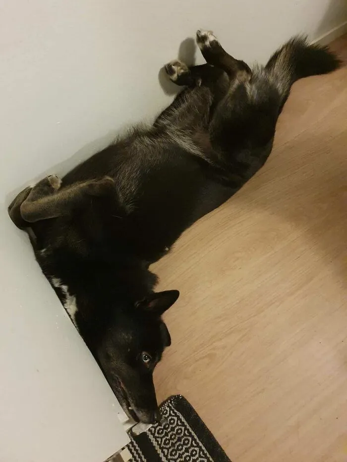 El perro de mis amigos es uno con el mostrador de la cocina y la pared