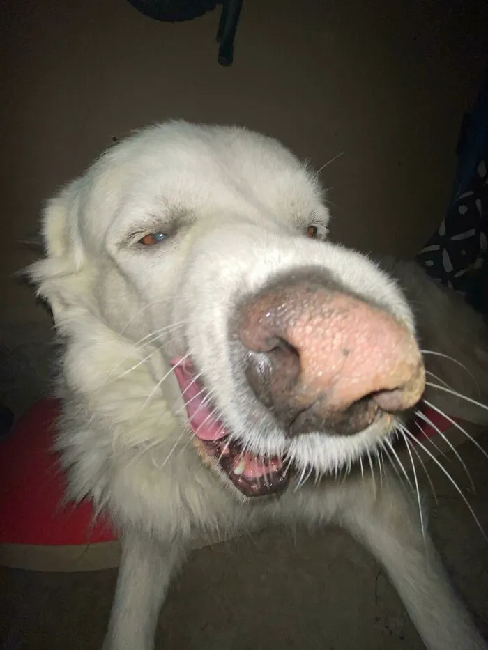 Sniff Snoff (Estaba en medio de un bostezo. Usé la función de zoom out del iPhone 11, y boom)