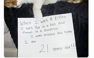 50 Of The Most Wholesome Cat Posts That Warmed Many People's Hearts