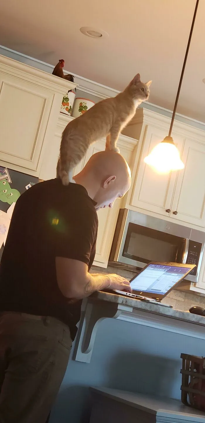 Mi marido el que no quería gato