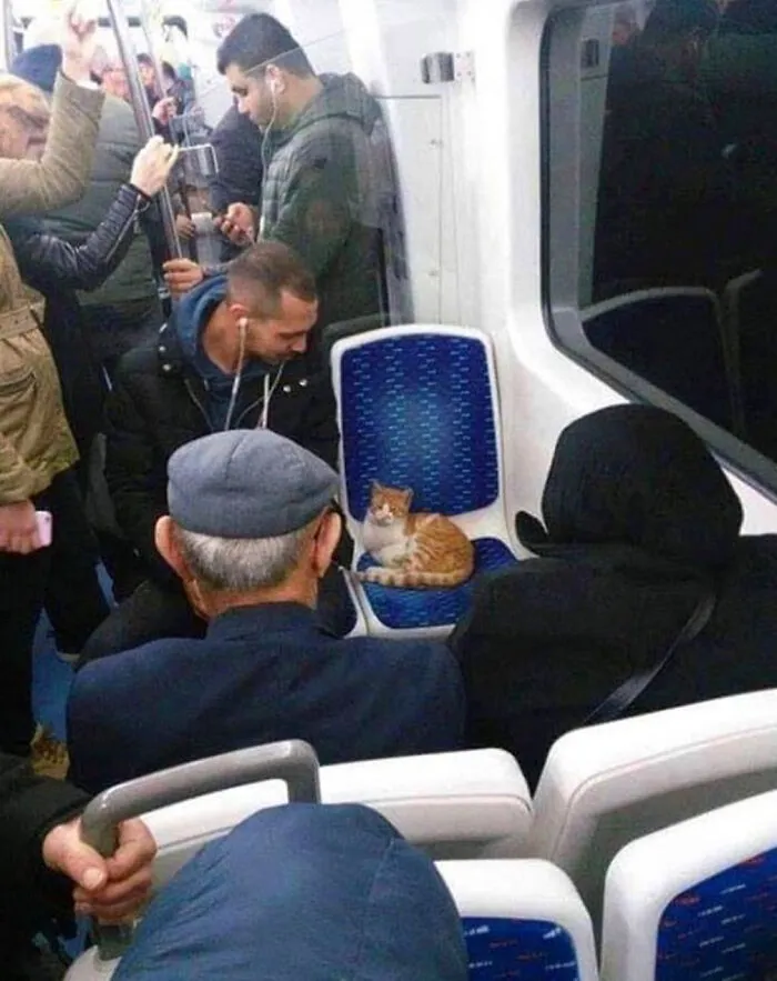 Prefieren estar de pie a quitarle el sitio al gato 