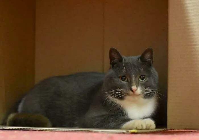 Mi gato se perdió hace 7 meses. Mi 2º gato lo encontró y lo trajo a casa