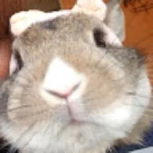 Bunnylife DOT