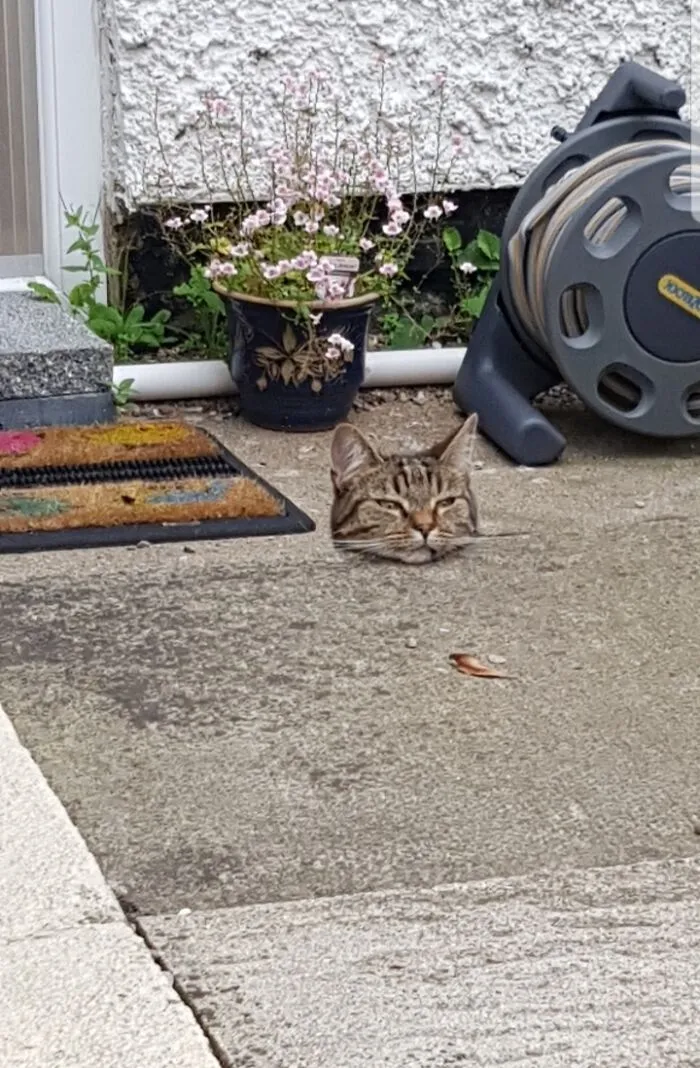 Mi gato parece que ha perdido su cuerpo en otra parte