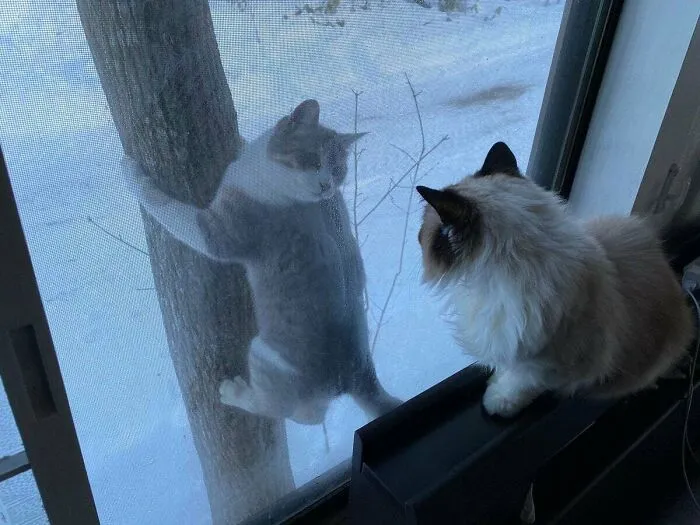 Se sube al árbol todos los días para saludar al gato de casa