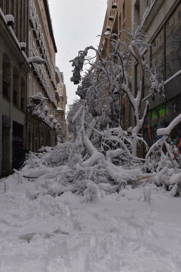 My Father's Car Is Down There. Many Trees Have Fallen After Biggest Snowfall In The Last Century In Downtown Madrid (Spain)