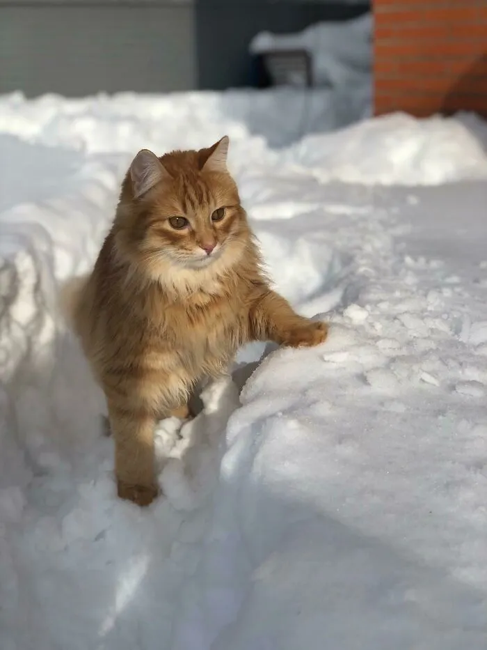 Big Snowfall These Days In Madrid. Naoki Went Out Exploring The Backyard. He's A Real Viking!