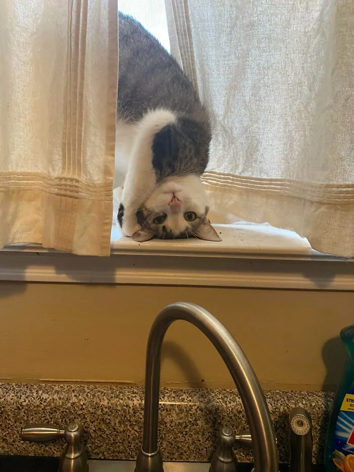 She’ll Hold This Pose Until You Pet Her…