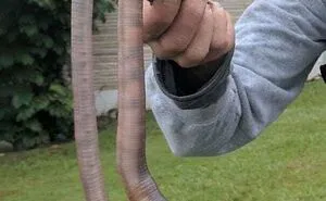 50 "Absolute Unit" Posts That Show Just How Big Things Can Get (New Pics)