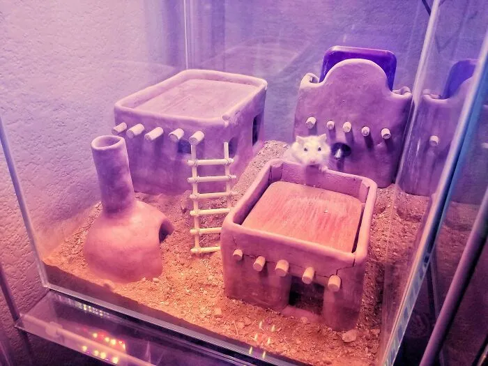 Hice Un Pueblo De Arcilla Para Mi Hámster Roborovski