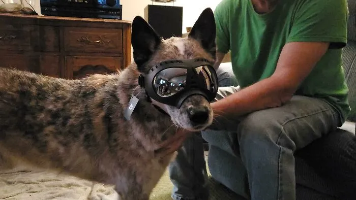 Mi perro odia que le entre la lluvia y el viento en los ojos, así que mi padre le regaló unas gafas para cuando salgan de excursión