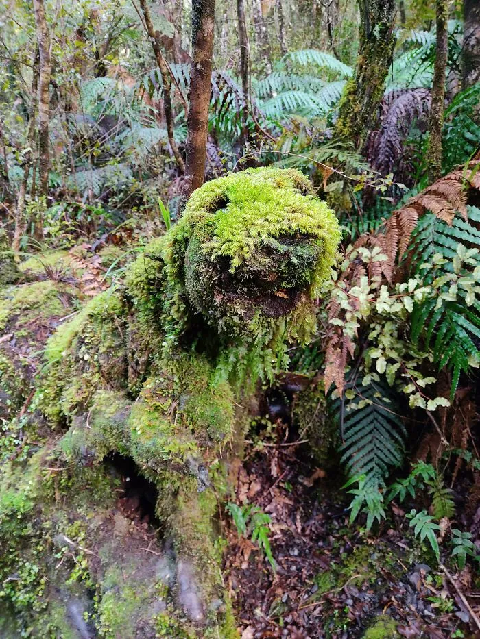 Fui de excursión y encontré una roca/un tronco que se parecía a un cachorro gigante de musgo