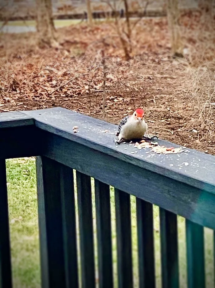 The Way This Bird Sits While Eating